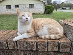 Lost Male Cat last seen Sun valley blvd, Hewitt, TX 76643