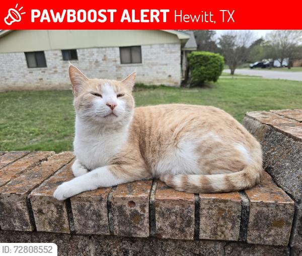 Lost Male Cat last seen Sun valley blvd, Hewitt, TX 76643
