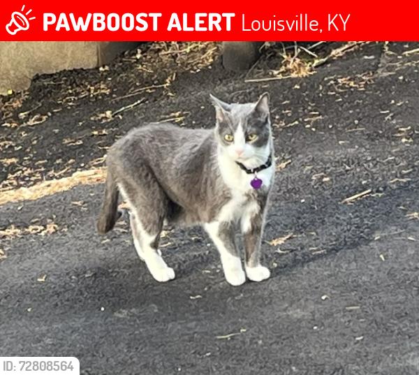 Lost Female Cat last seen Dorsey Way, Statia Lynn Court, Louisville, KY 40223