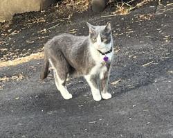 Lost Female Cat last seen Dorsey Way, Statia Lynn Court, Louisville, KY 40223