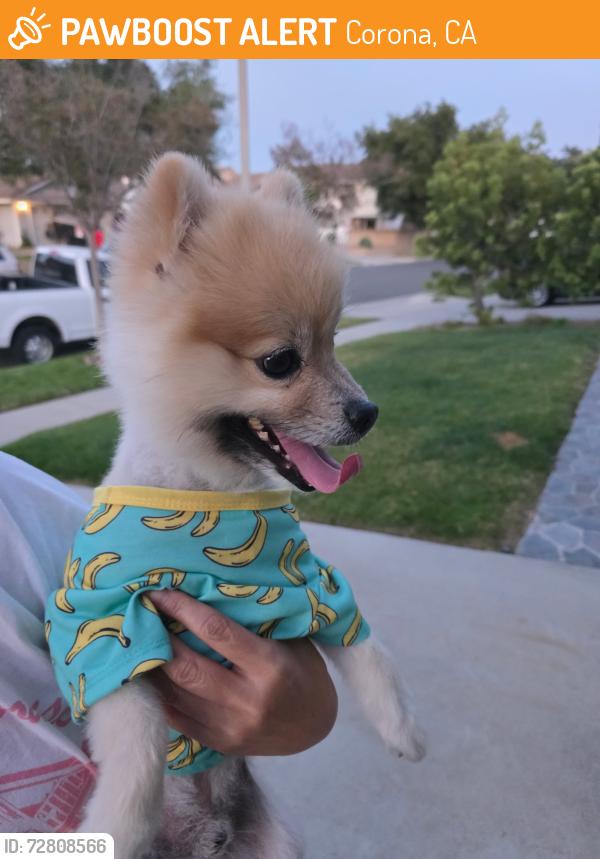 Found/Stray Male Dog last seen Corydon , Corona, CA 92880