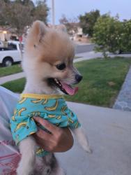 Found/Stray Male Dog last seen Corydon , Corona, CA 92880