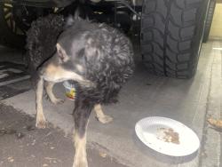 Found/Stray Unknown Dog last seen Parkwood knoll apmts , Highland, CA 92346