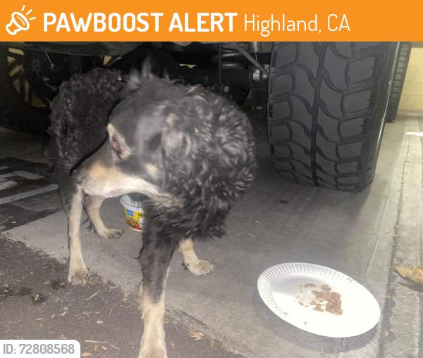 Found/Stray Unknown Dog last seen Parkwood knoll apmts , Highland, CA 92346