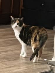 Lost Female Cat last seen Peters Creek and Parkside Meadow Dr, Winston-Salem, NC 27127