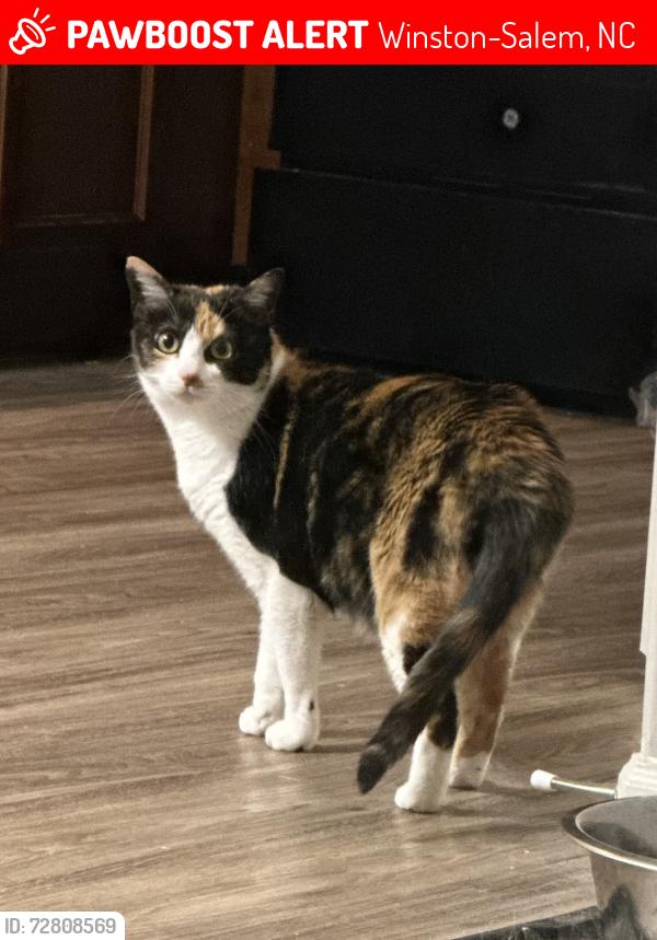 Lost Female Cat last seen Peters Creek and Parkside Meadow Dr, Winston-Salem, NC 27127