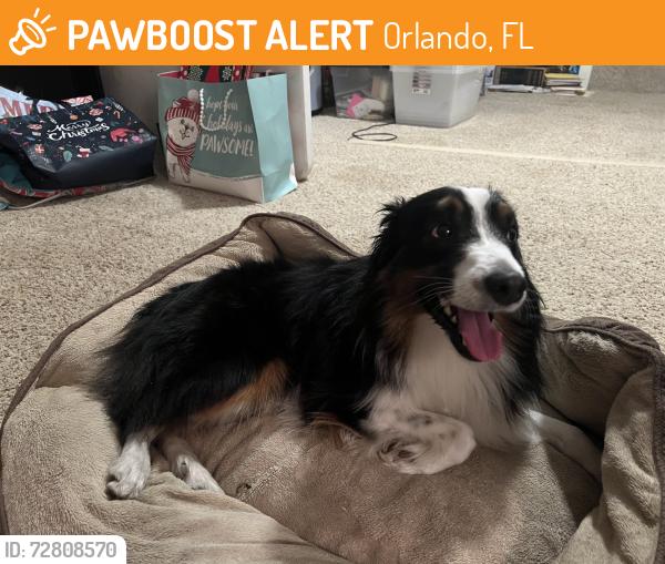 Found/Stray Female Dog last seen Miss Park Rd/Lake Mary Jane intersection , Orlando, FL 32832