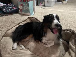Found/Stray Female Dog last seen Miss Park Rd/Lake Mary Jane intersection , Orlando, FL 32832