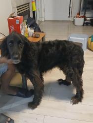 Found/Stray Female Dog last seen Near st surrey , Surrey, BC 