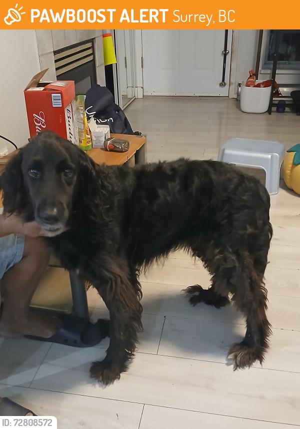 Found/Stray Female Dog last seen Near st surrey , Surrey, BC 
