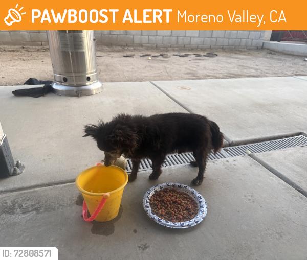 Found/Stray Unknown Dog last seen Krameria Ave. & Calle Aurora, by Vista Verde Middle School , Moreno Valley, CA 92551
