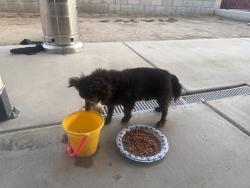 Found/Stray Unknown Dog last seen Krameria Ave. & Calle Aurora, by Vista Verde Middle School , Moreno Valley, CA 92551