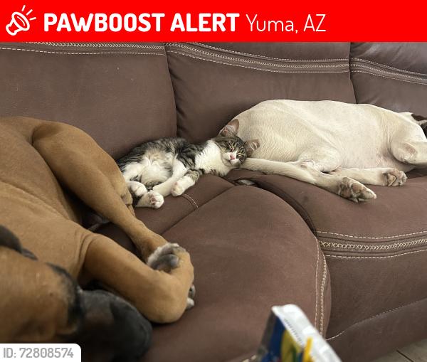 Lost Male Cat last seen Ocotillo park , Yuma, AZ 85365