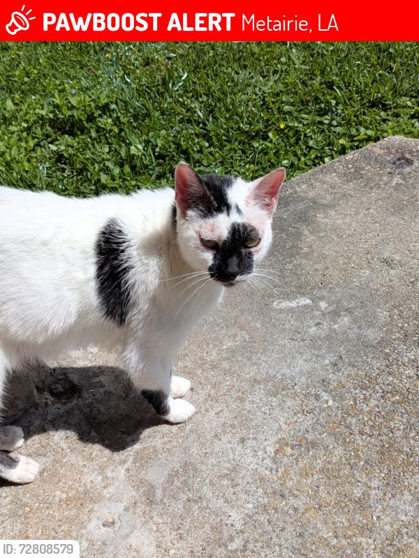 Lost Female Cat last seen Harrison, Metairie, LA 70005