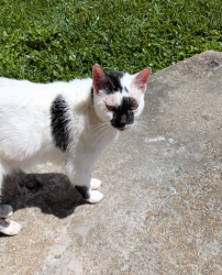 Lost Female Cat last seen Harrison, Metairie, LA 70005