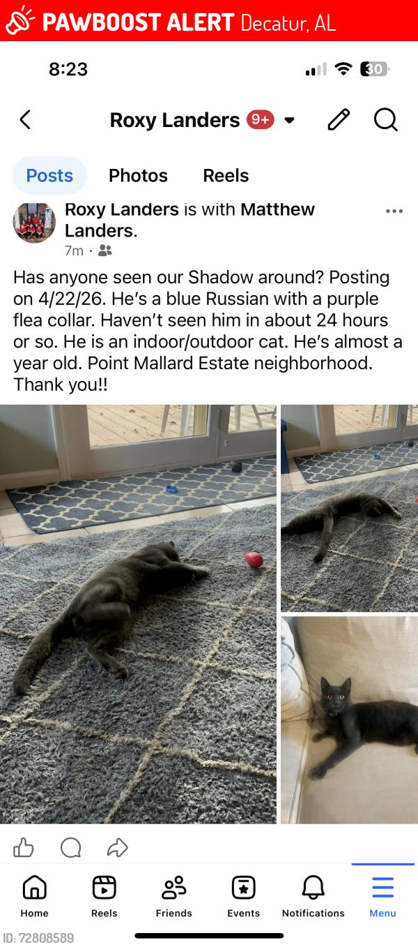 Lost Male Cat last seen Regency Blvd., Decatur, AL 35601