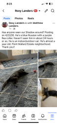 Lost Male Cat last seen Regency Blvd., Decatur, AL 35601