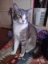 Lost Male Cat last seen 6th and Prospect near the thin strip of green belt. , Long Beach, CA 90814
