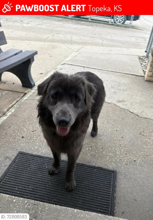 Lost Male Dog last seen 21st and Belle ave, Topeka, KS 66614