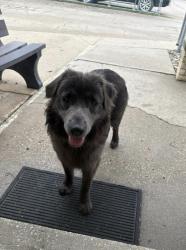 Lost Male Dog last seen 21st and Belle ave, Topeka, KS 66614