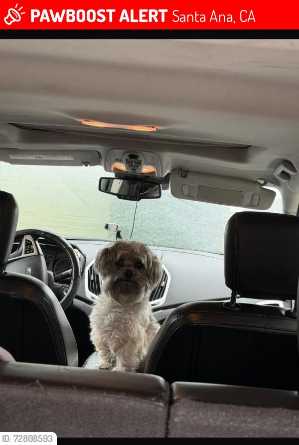 Lost Male Dog last seen Bombo park Santa Ana , Santa Ana, CA 92707
