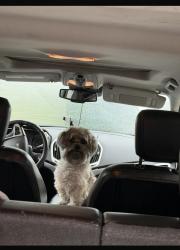 Lost Male Dog last seen Bombo park Santa Ana , Santa Ana, CA 92707