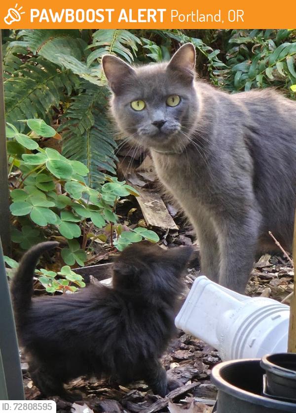 Found/Stray Female Cat last seen NE 33rd and Alberta St, Portland, OR 97211