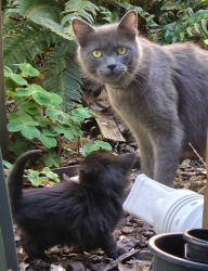 Found/Stray Female Cat last seen NE 33rd and Alberta St, Portland, OR 97211