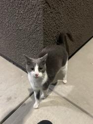 Found/Stray Unknown Cat last seen Jardin Way , Merced, CA 95340