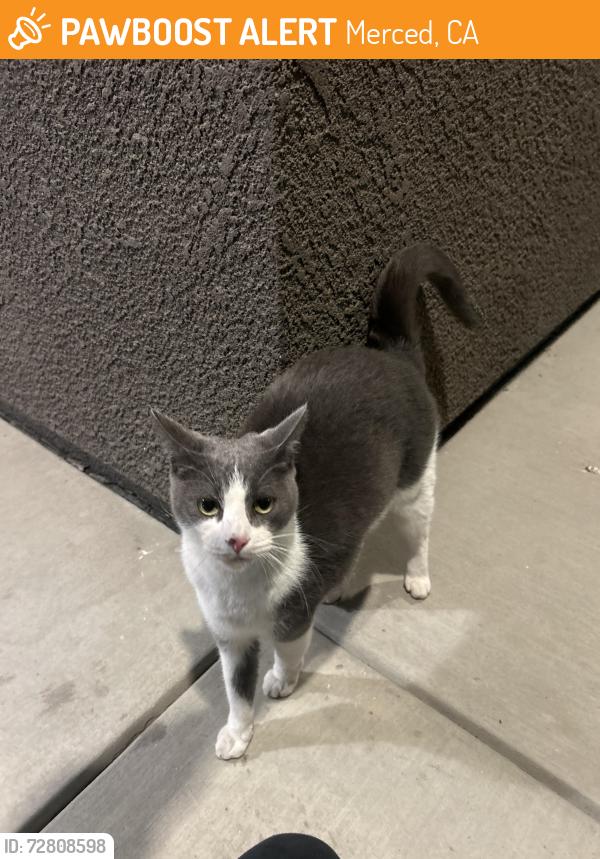 Found/Stray Unknown Cat last seen Jardin Way , Merced, CA 95340