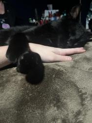Reunited Male Cat last seen Maple road, Maple, NC 27956