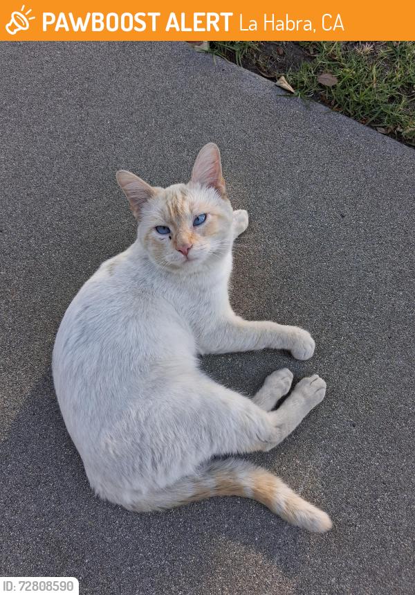 Found/Stray Male Cat last seen La Habra High School , La Habra, CA 90631
