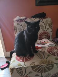 Lost Male Cat last seen Carver, Modesto, CA 95350