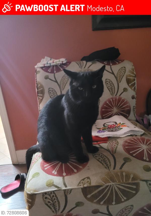 Lost Male Cat last seen Carver, Modesto, CA 95350