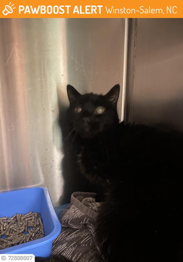 Found/Stray Male Cat last seen Jonestown rd intersection, Winston-Salem, NC 27103