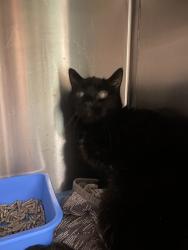 Found/Stray Male Cat last seen Jonestown rd intersection, Winston-Salem, NC 27103
