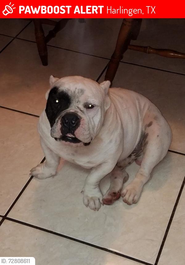 Lost Male Dog last seen Buchanan ave / F st. , Harlingen, TX 78550