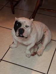Lost Male Dog last seen Buchanan ave / F st. , Harlingen, TX 78550