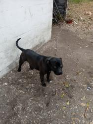 Lost Male Dog last seen Berclair, Memphis, TN 38122