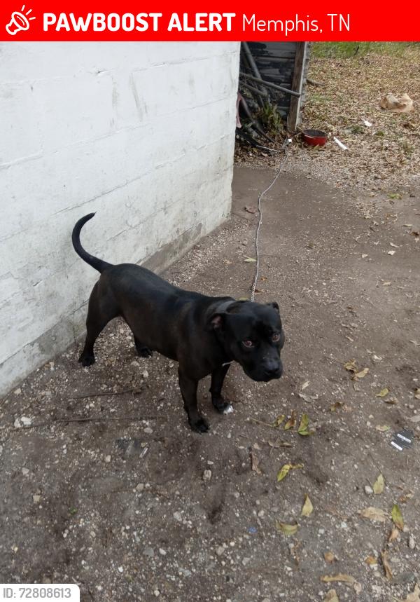 Lost Male Dog last seen Berclair, Memphis, TN 38122