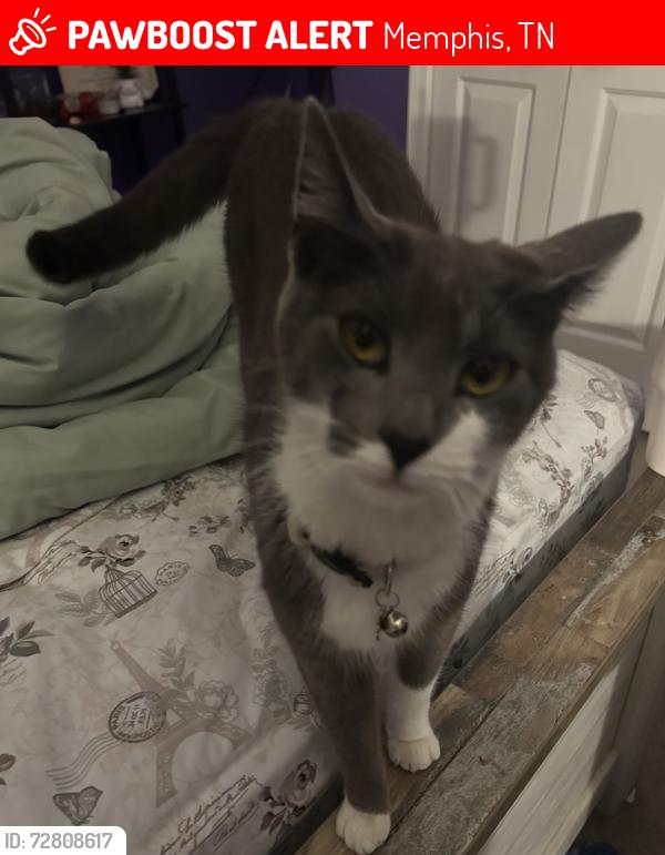 Lost Female Cat last seen Brooklawn Dr, Memphis, TN 38018