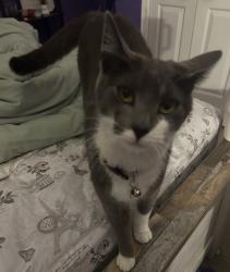 Lost Female Cat last seen Brooklawn Dr, Memphis, TN 38018