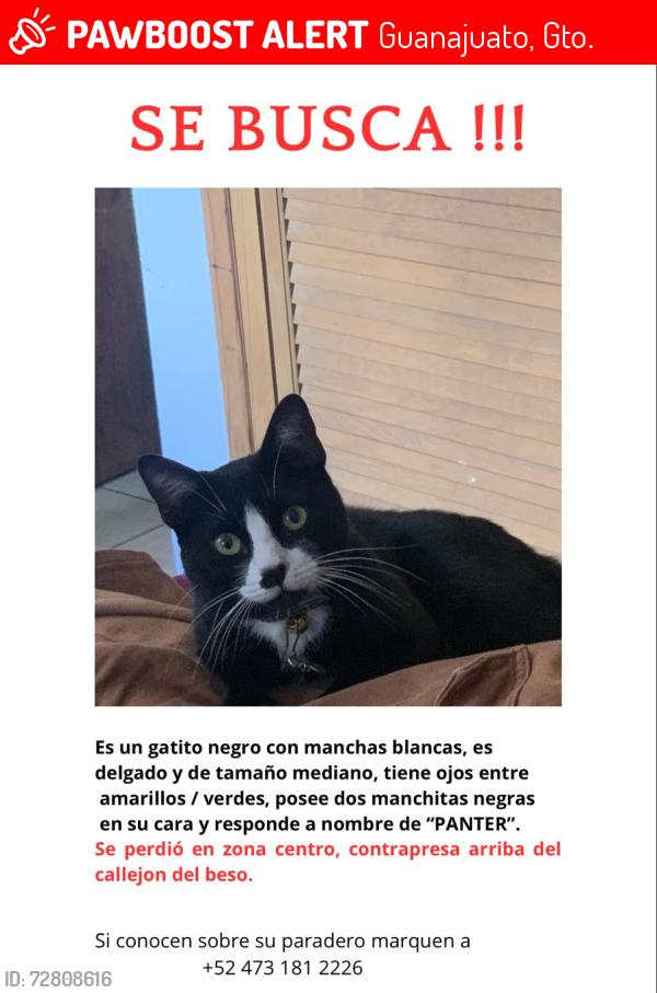 Lost Male Cat last seen Contrapresa del venado y Pajaritos, Guanajuato, Gto. 36000