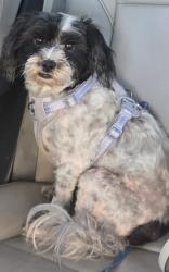 Lost Female Dog last seen Ashlan and First , Fresno, CA 93726
