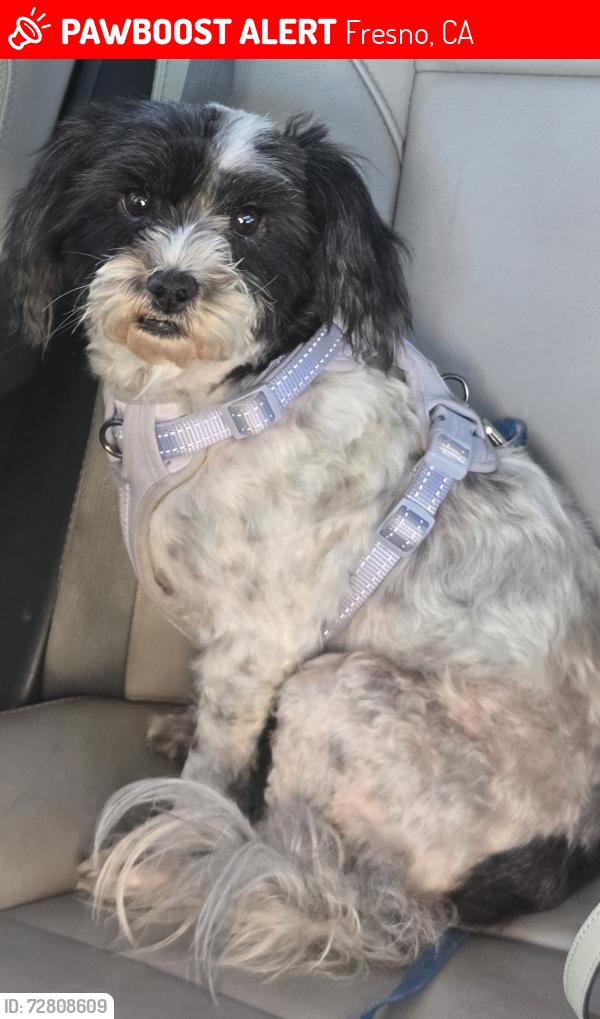 Lost Female Dog last seen Ashlan and First , Fresno, CA 93726