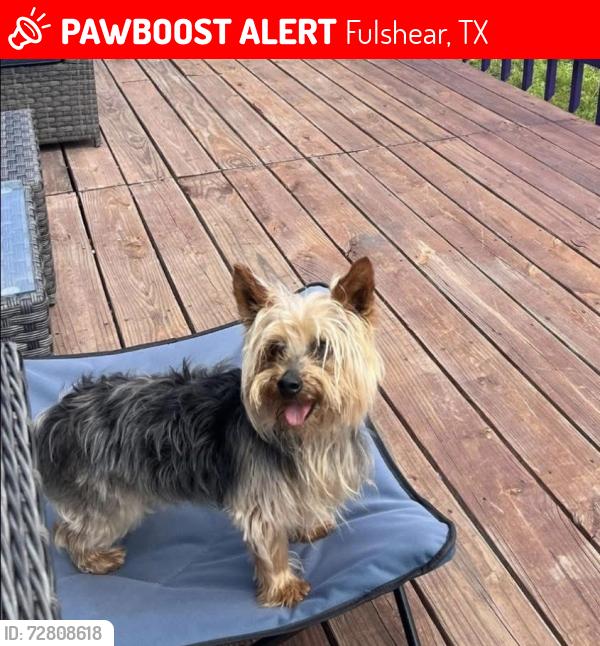 Lost Male Dog last seen Near the creek behind watershed way , Fulshear, TX 77441