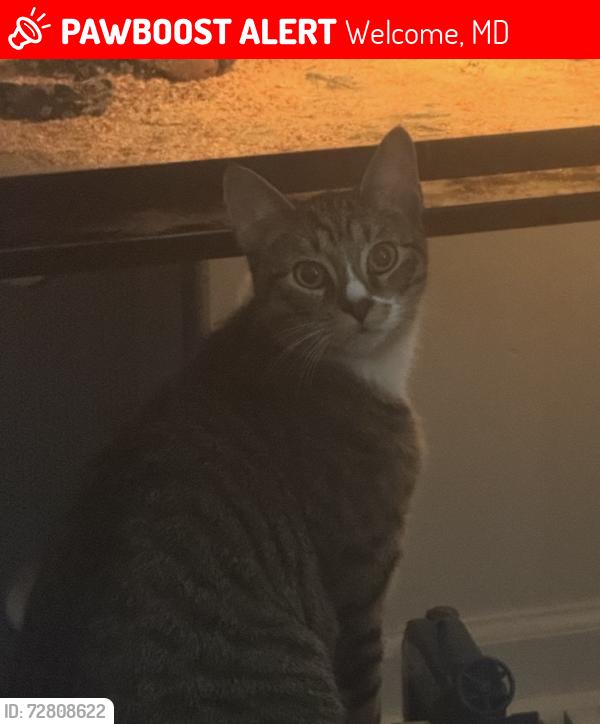Lost Male Cat last seen Near Wedding DrWelcome, MD  20693United States, Welcome, MD 20693