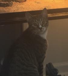 Lost Male Cat last seen Near Wedding DrWelcome, MD  20693United States, Welcome, MD 20693
