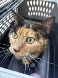 Found/Stray Female Cat last seen Sedwick Road near Revere Rd 4 way stop , Durham, NC 27713