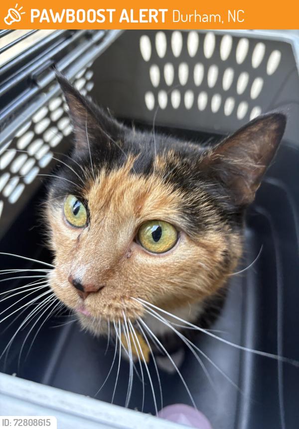 Found/Stray Female Cat last seen Sedwick Road near Revere Rd 4 way stop , Durham, NC 27713